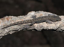 Hoplodactylus maculatus - kleine Form